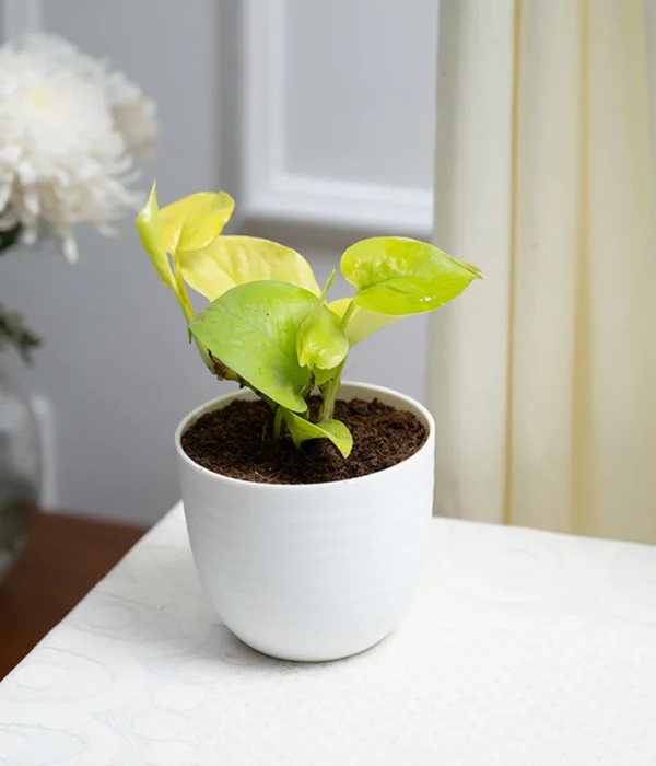 Live Money Plant Variegated with Pot