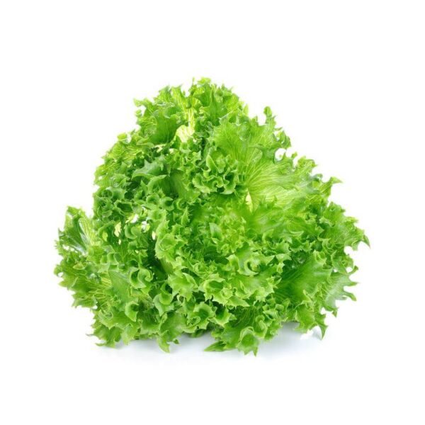 Lettuce Grand Rapids Seeds